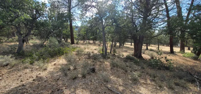 a view of outdoor space and trees
