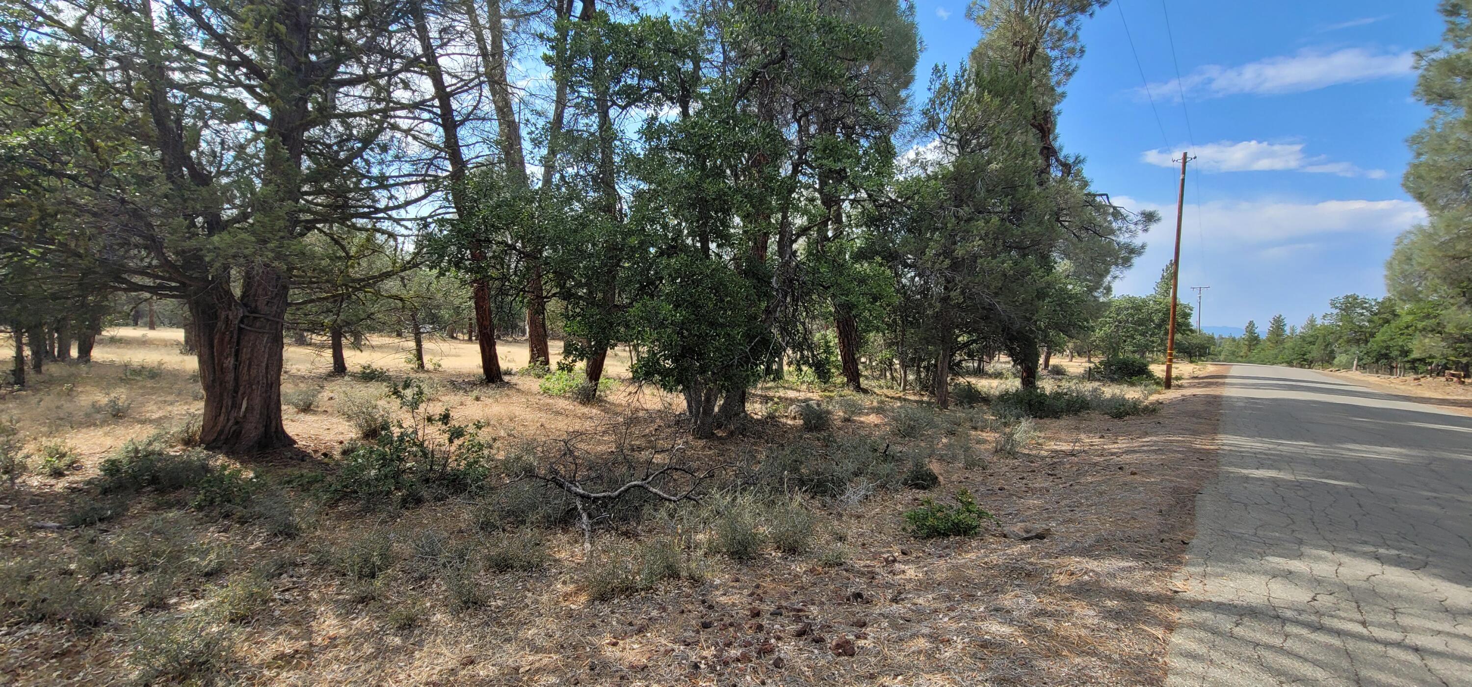 32 Shoshoni Loop Fall River Mills, CA 96028 - Photo 5 of 7 a view of a forest with trees
