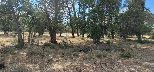 a view of outdoor space and trees