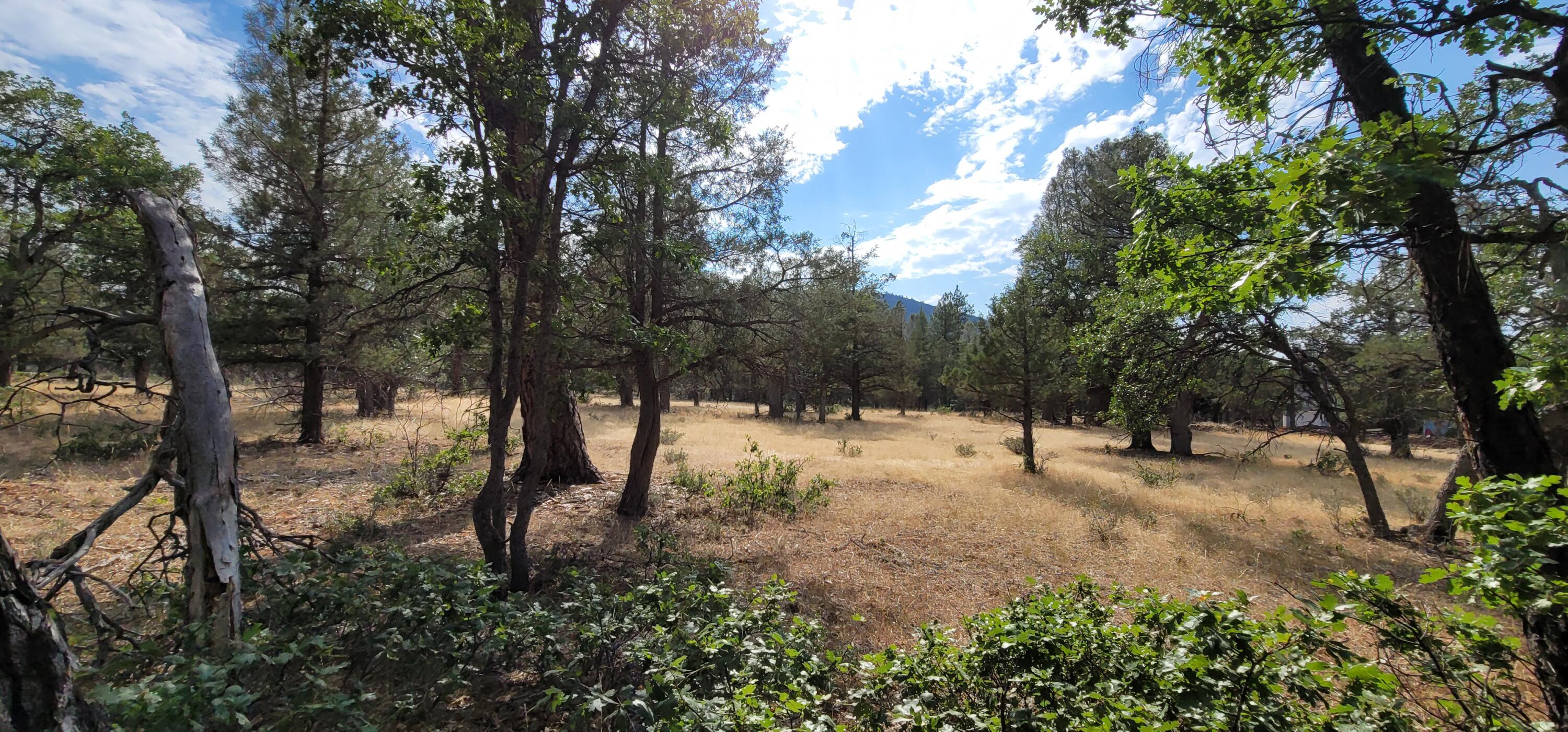 32 Shoshoni Loop Fall River Mills, CA 96028 - Photo 7 of 7 a view of forest