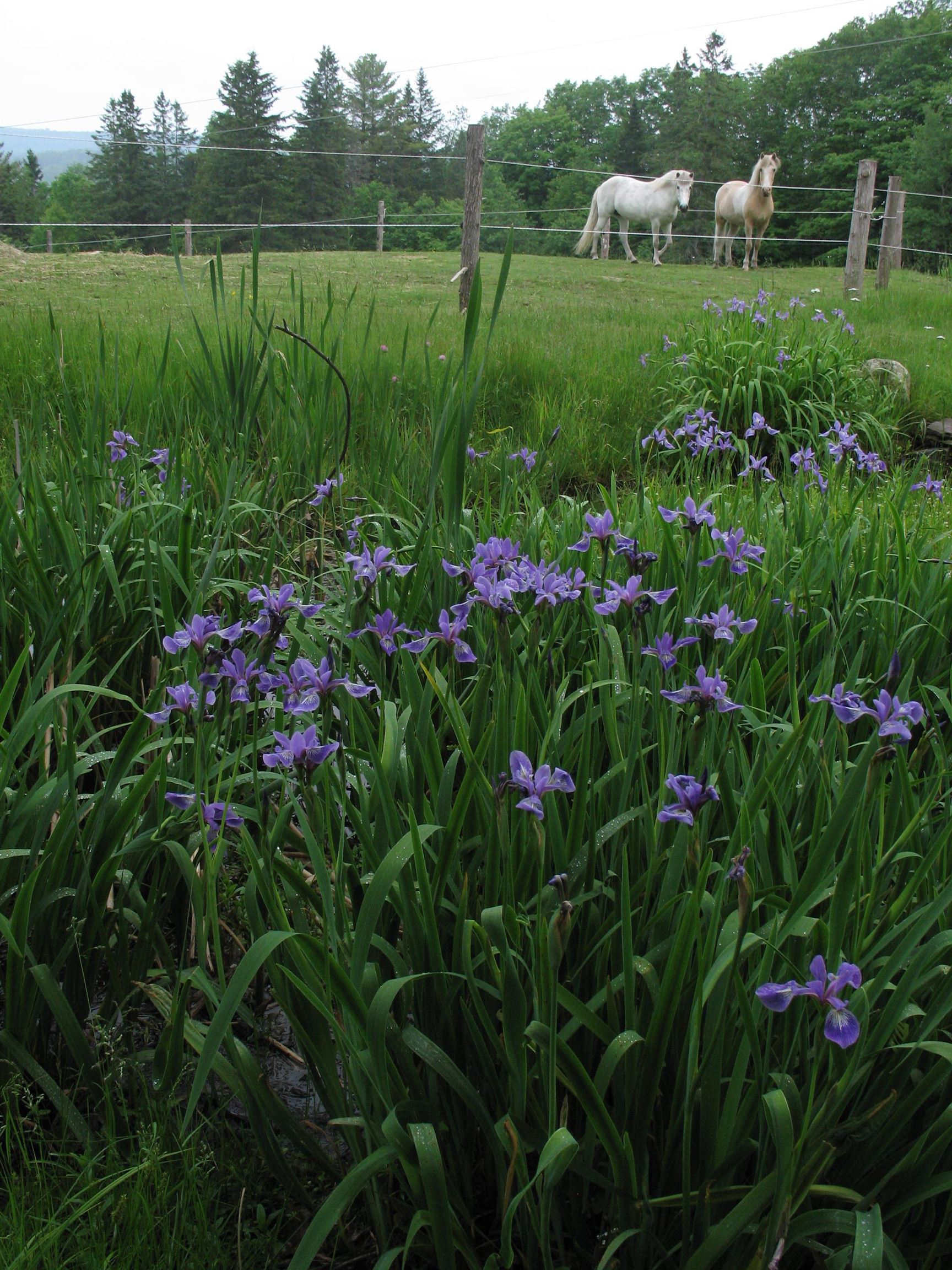 5244 Bayley-Hazen Road Peacham, VT 05873 - Photo 45 of 60 Gallery Image 45