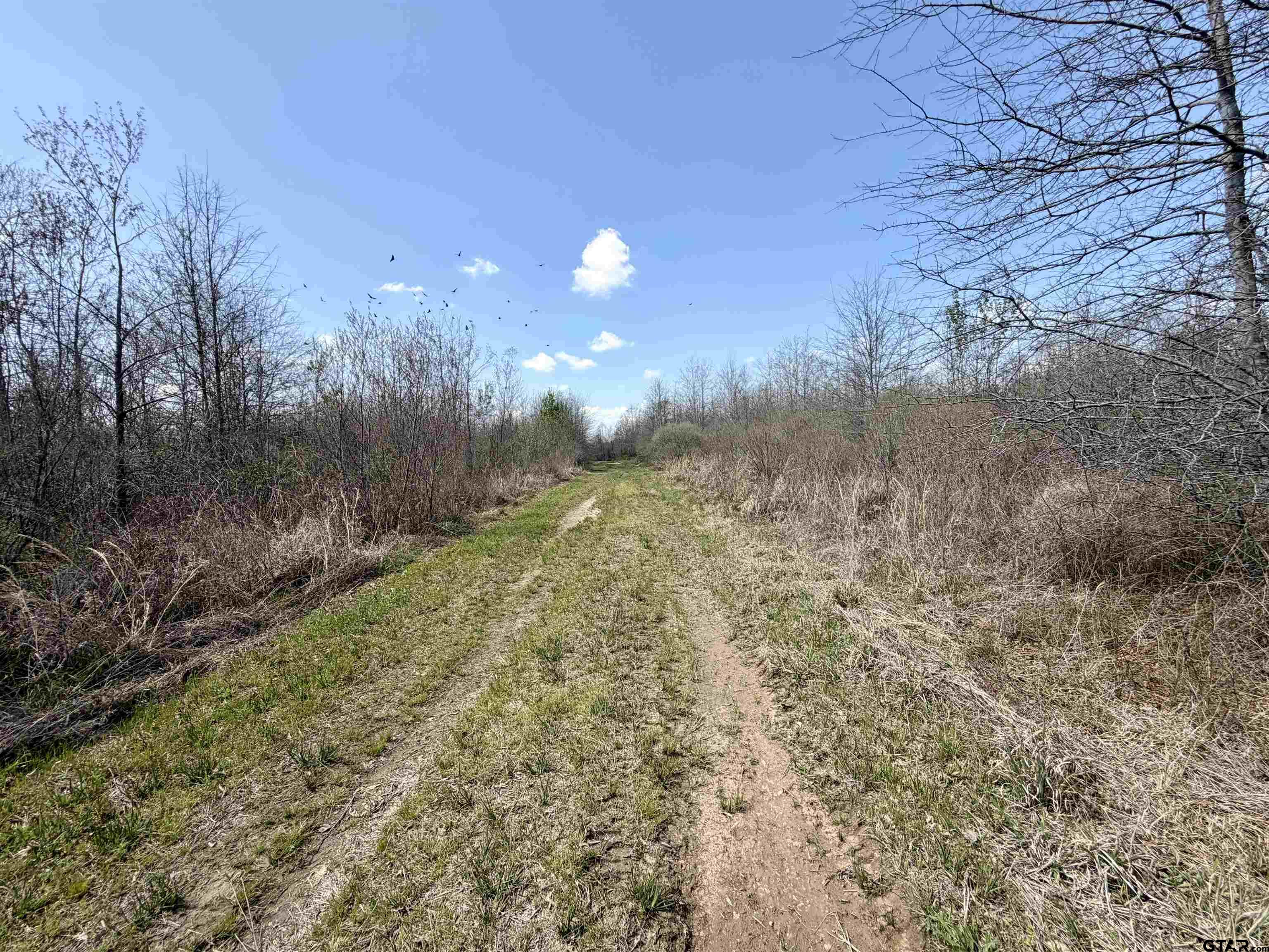 3001 W Marshall, TX 75670 - Photo 23 of 39 a view of a yard