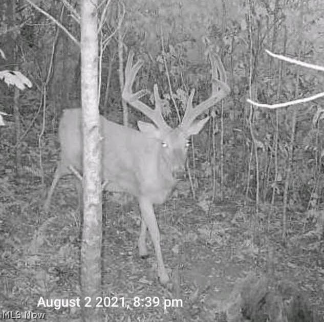 0 Bell Run Road Brohard, WV 26138 - Photo 21 of 30