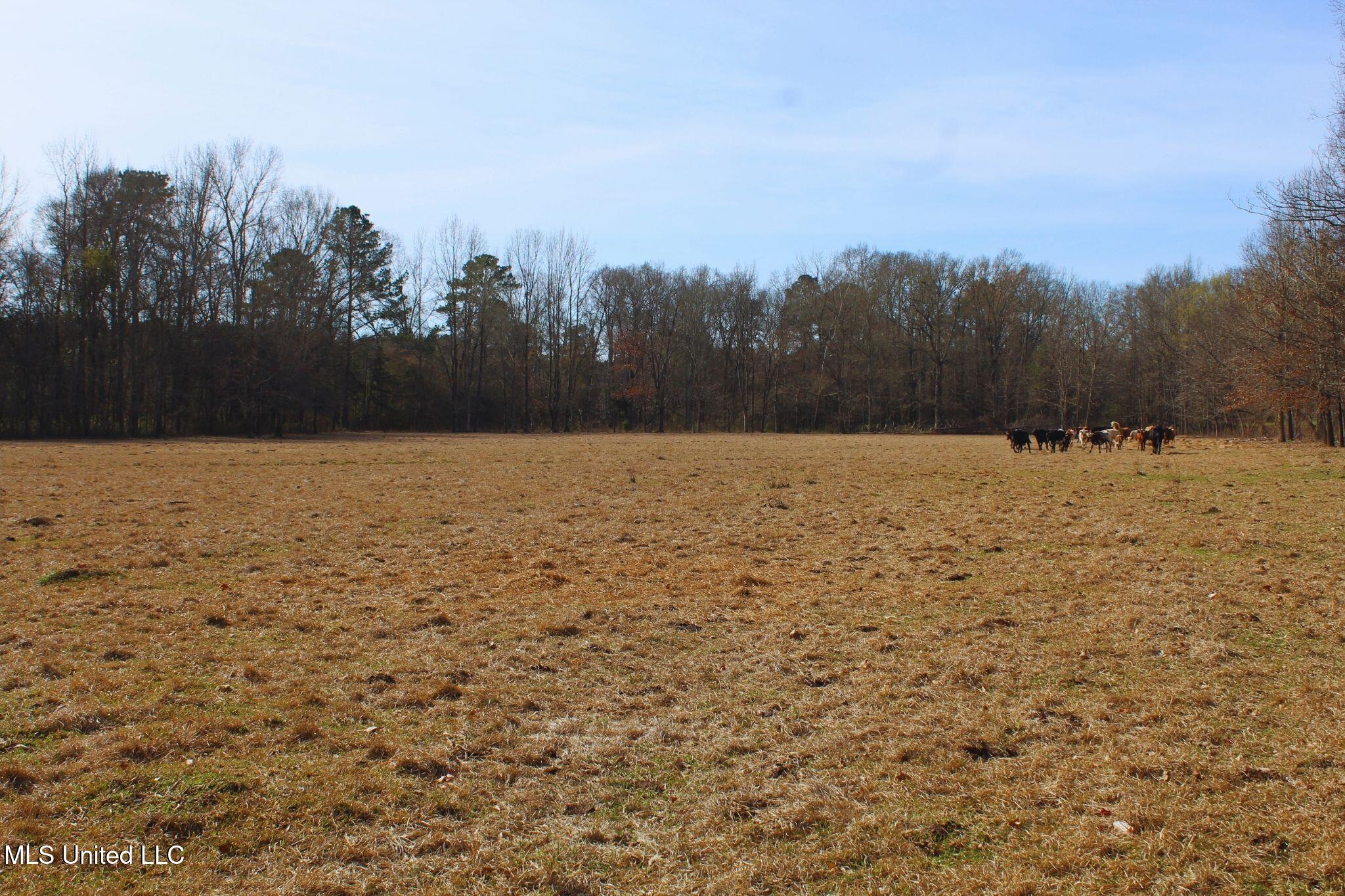 2046 Mitchell Road Crystal Springs, MS 39059 - Photo 11 of 46 photo 11