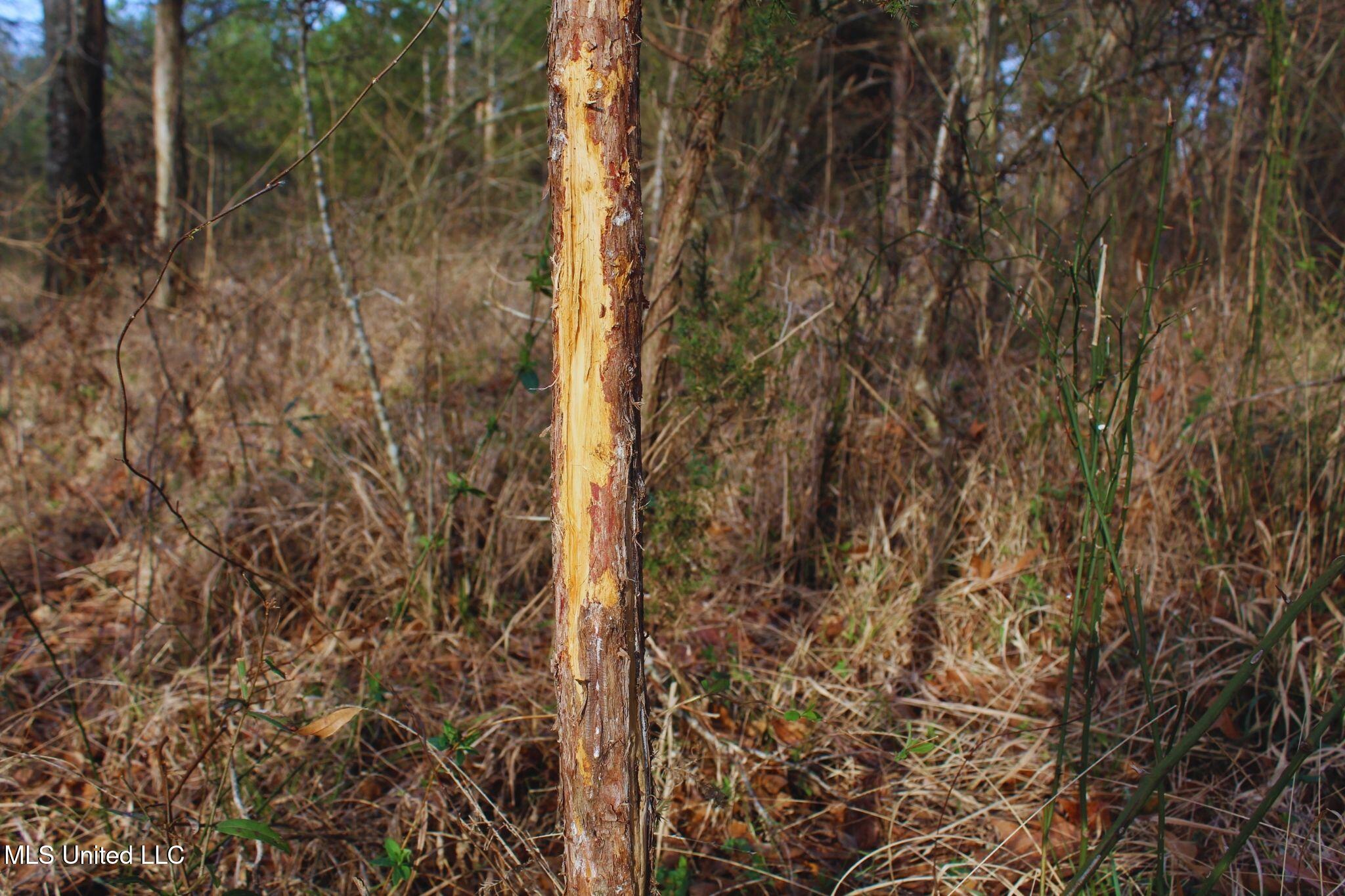 2046 Mitchell Road Crystal Springs, MS 39059 - Photo 18 of 46 photo 18