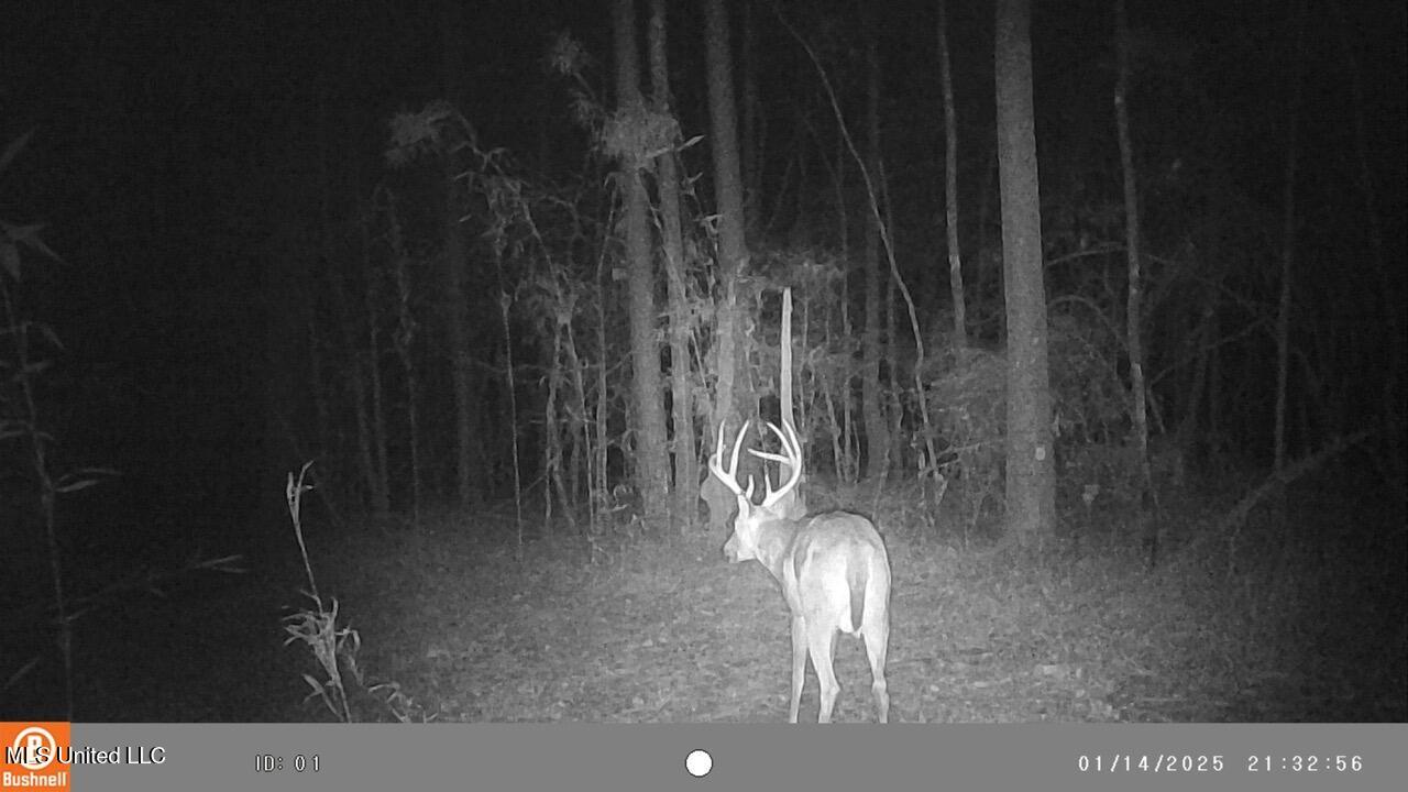 2046 Mitchell Road Crystal Springs, MS 39059 - Photo 23 of 46 Deer 3