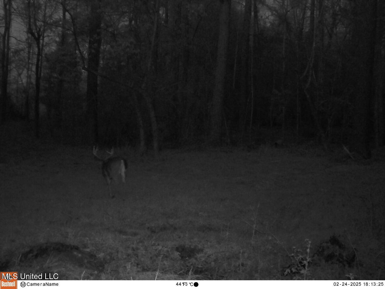 2046 Mitchell Road Crystal Springs, MS 39059 - Photo 24 of 46 Deer 4
