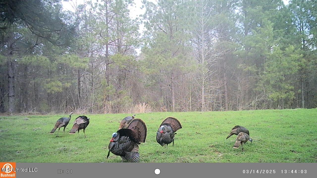 2046 Mitchell Road Crystal Springs, MS 39059 - Photo 25 of 46 Turkey 1