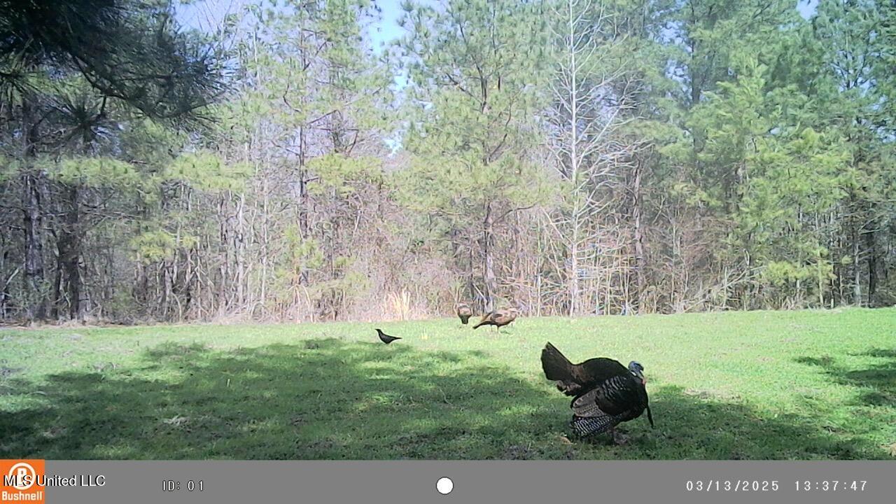 2046 Mitchell Road Crystal Springs, MS 39059 - Photo 26 of 46 Turkey 2