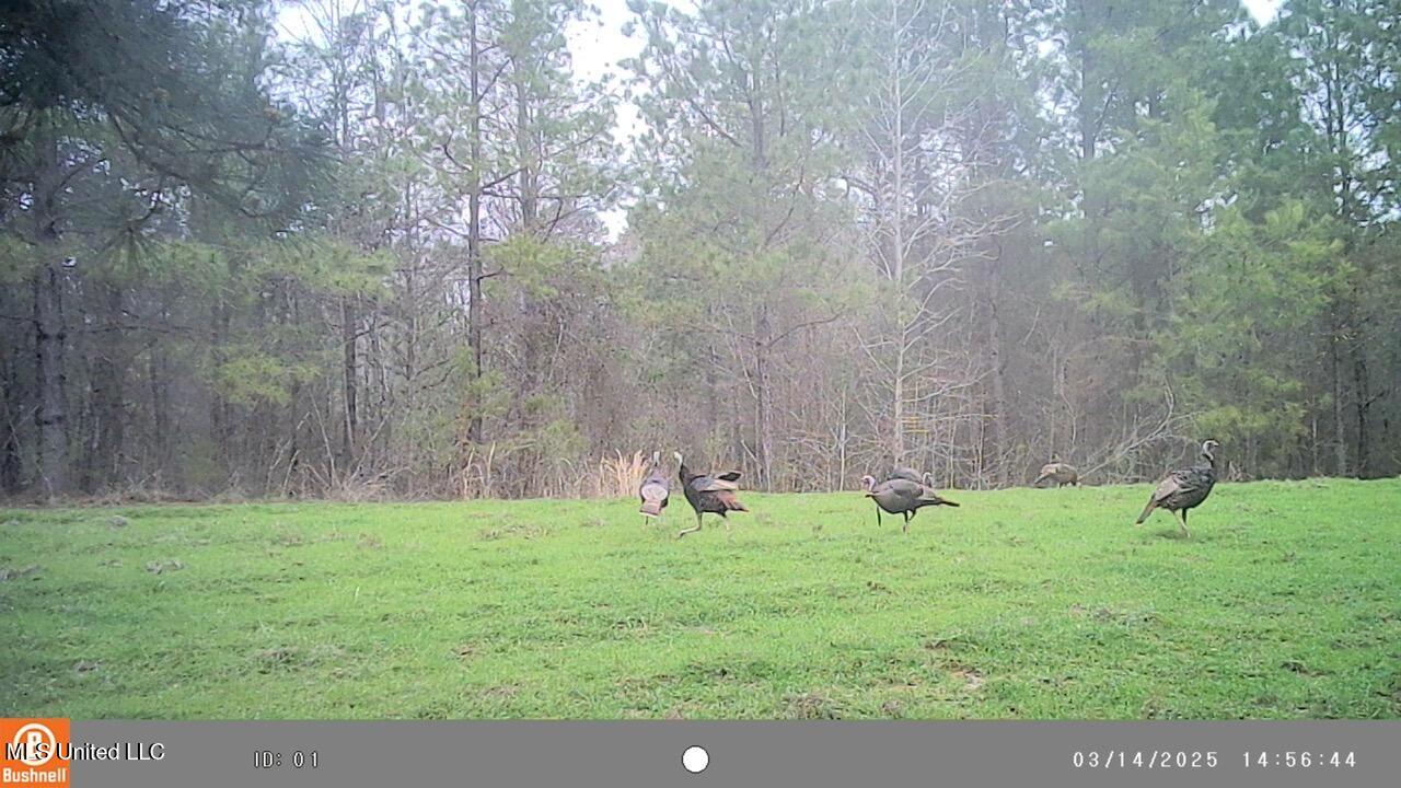 2046 Mitchell Road Crystal Springs, MS 39059 - Photo 27 of 46 Turkey 3