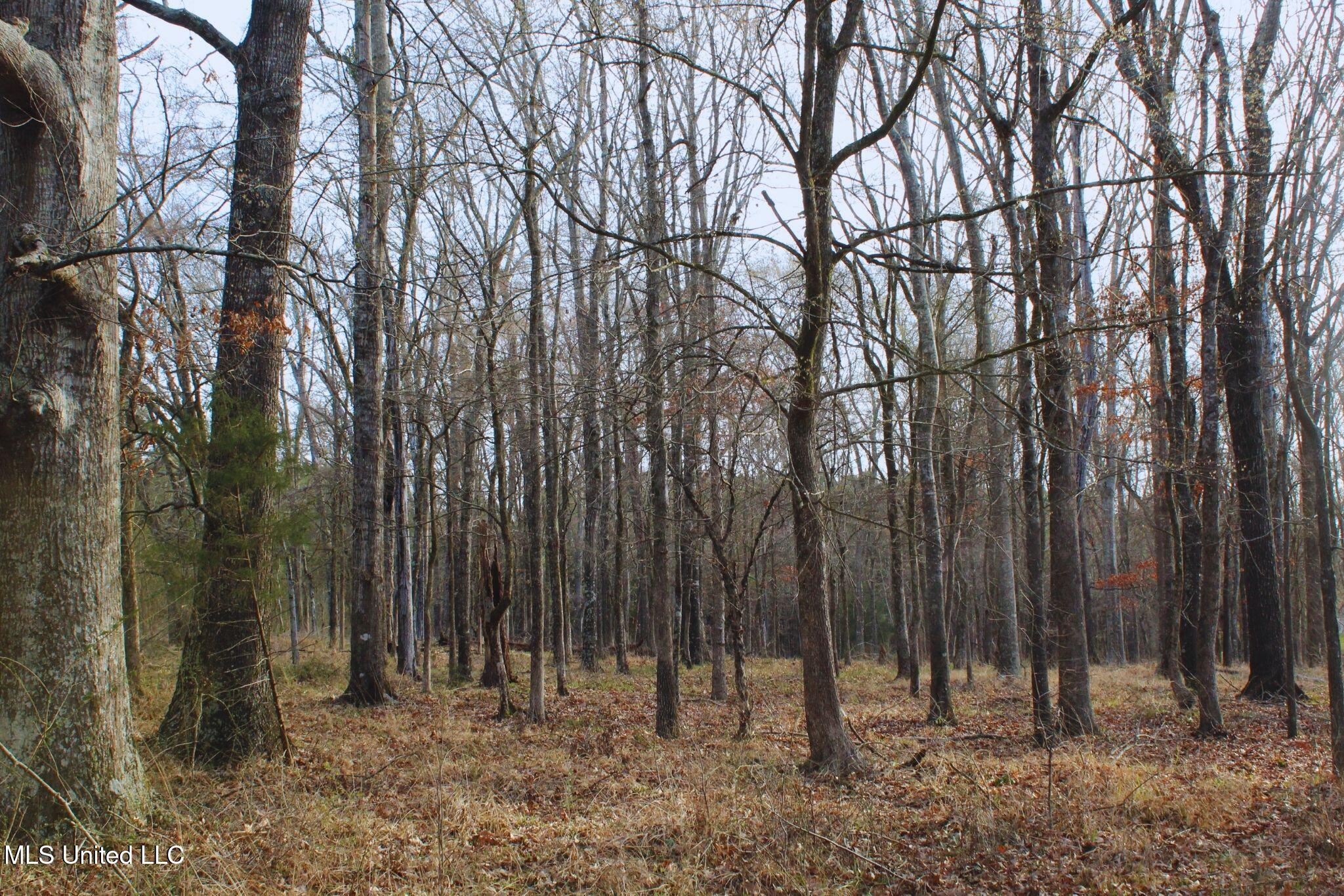 2046 Mitchell Road Crystal Springs, MS 39059 - Photo 3 of 46 photo 3