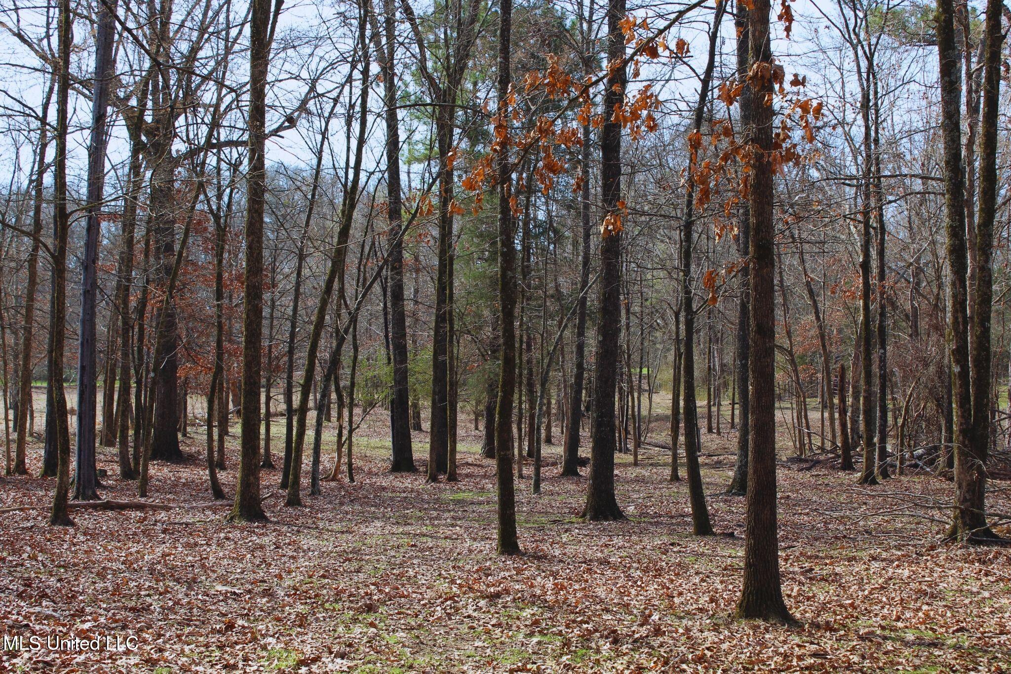 2046 Mitchell Road Crystal Springs, MS 39059 - Photo 6 of 46 photo 6