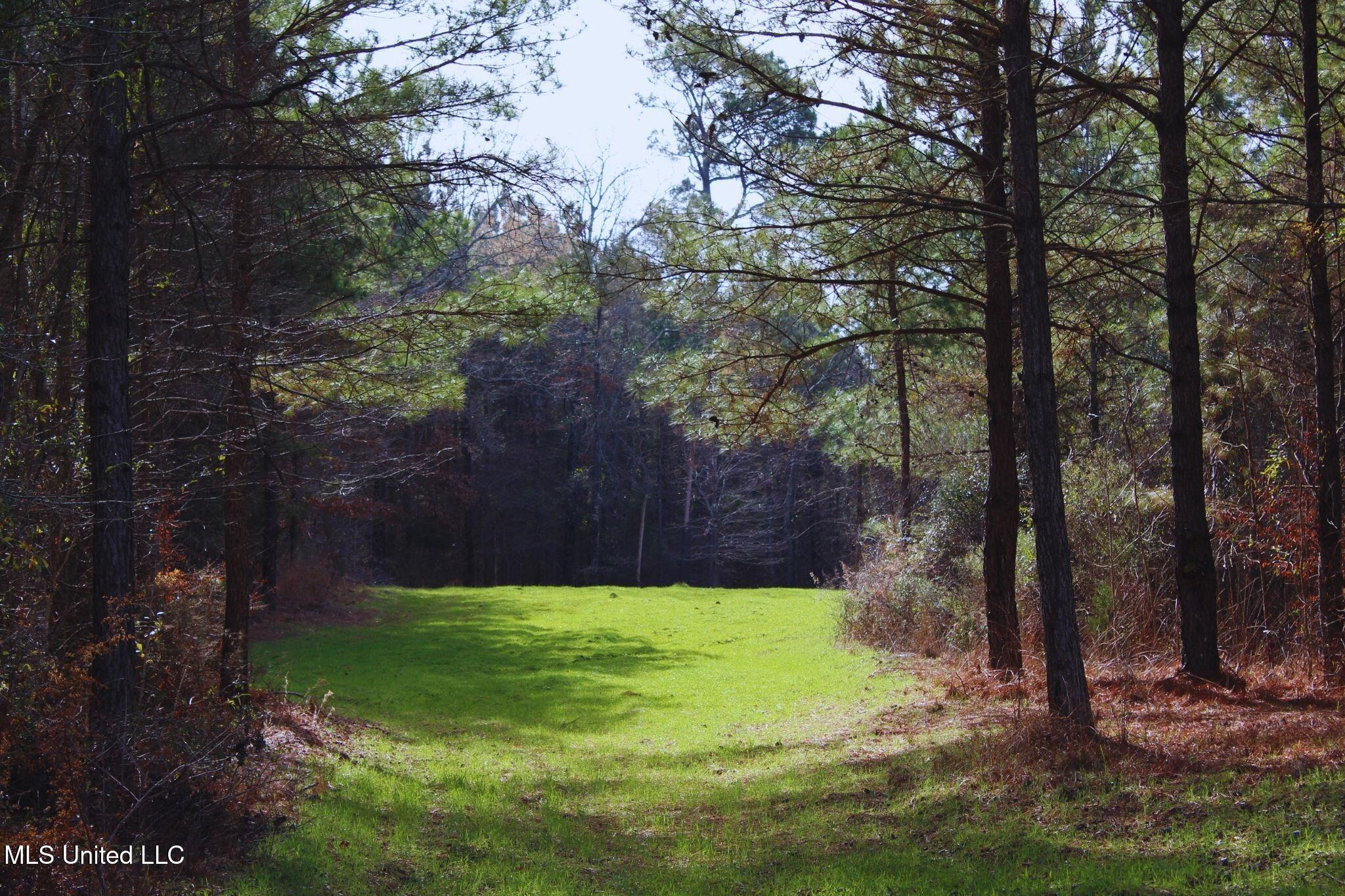 2046 Mitchell Road Crystal Springs, MS 39059 - Photo 7 of 46 photo 7
