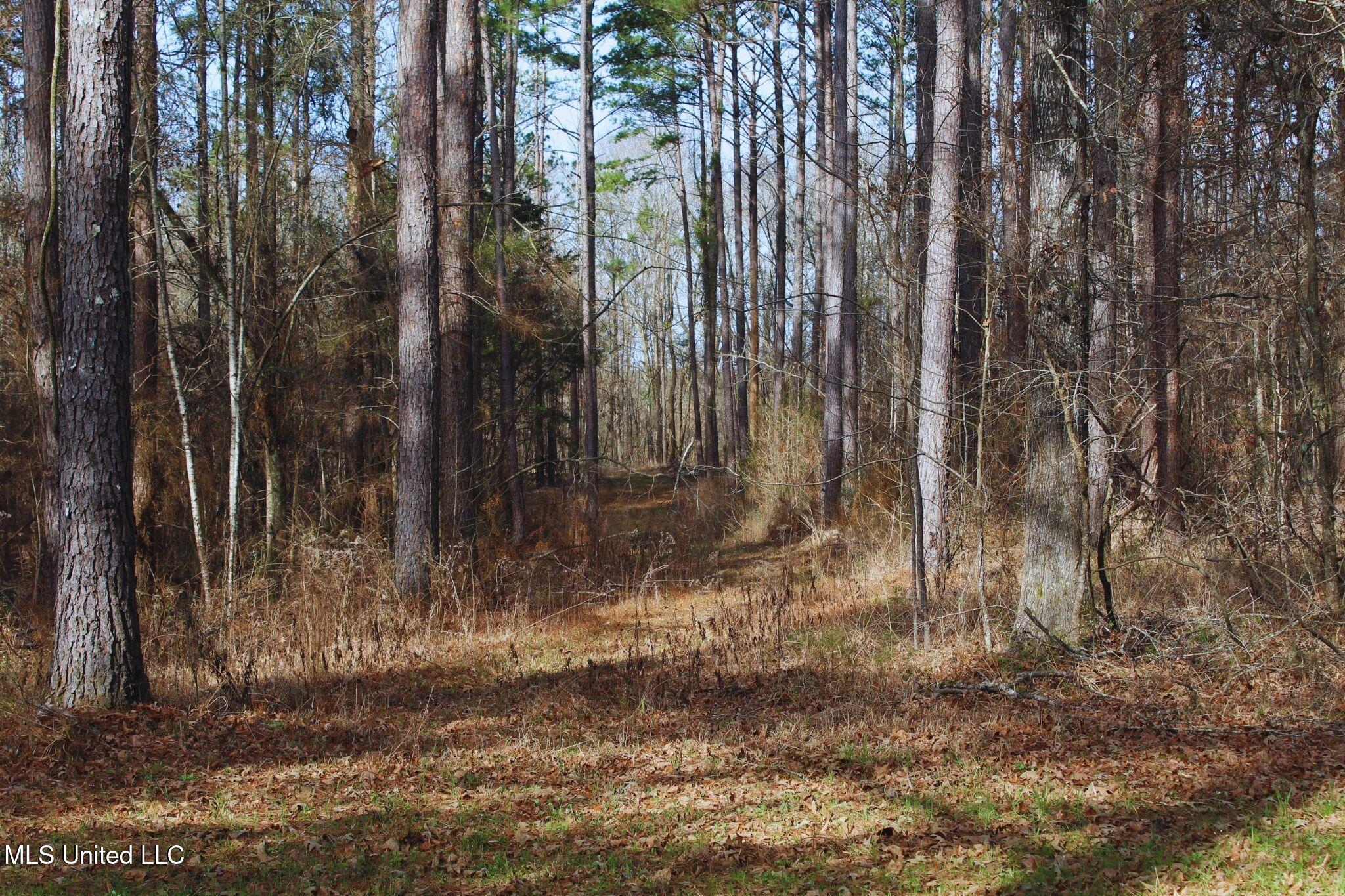 2046 Mitchell Road Crystal Springs, MS 39059 - Photo 9 of 46 photo 9