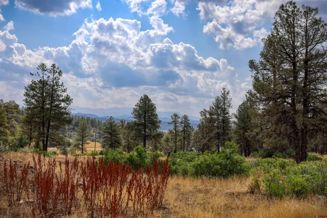 a view of a yard with plants and large trees