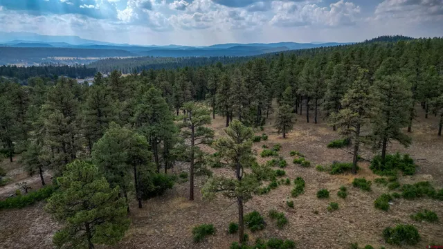 a view of a field with a tree in the background