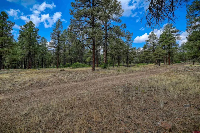 a view of dirt with trees