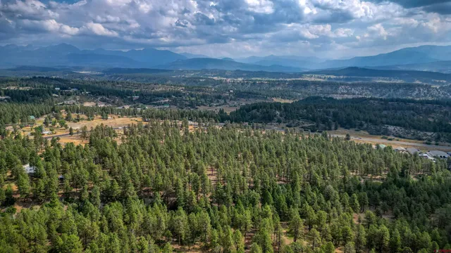 a view of a yard with trees
