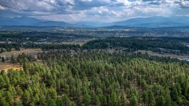 a view of a forest with trees