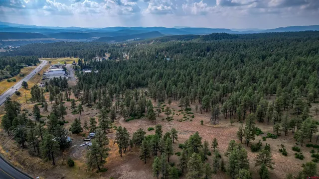 a view of a lush green forest with lots of trees