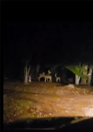 $90,000 | 141 Newman Wainwright Road, Pollock, LA 71467