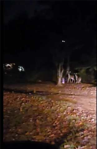 $90,000 | 141 Newman Wainwright Road, Pollock, LA 71467