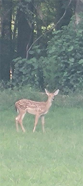 141 Newman Wainwright Road Pollock, LA 71467 - Photo 29 of 30