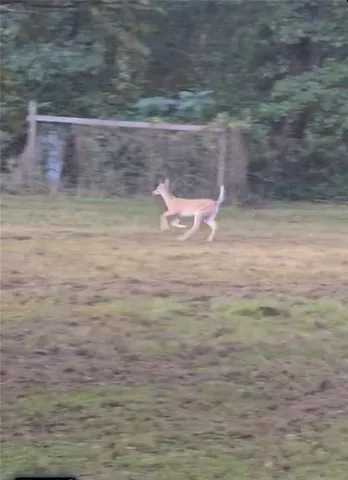 $90,000 | 141 Newman Wainwright Road, Pollock, LA 71467