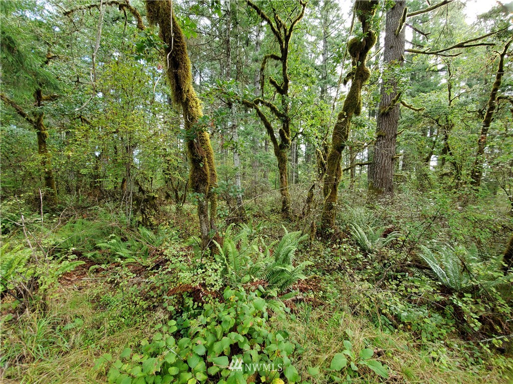 1120 West Beerbower Road Elma, WA 98541 - Photo 8 of 17 Gallery Image 8