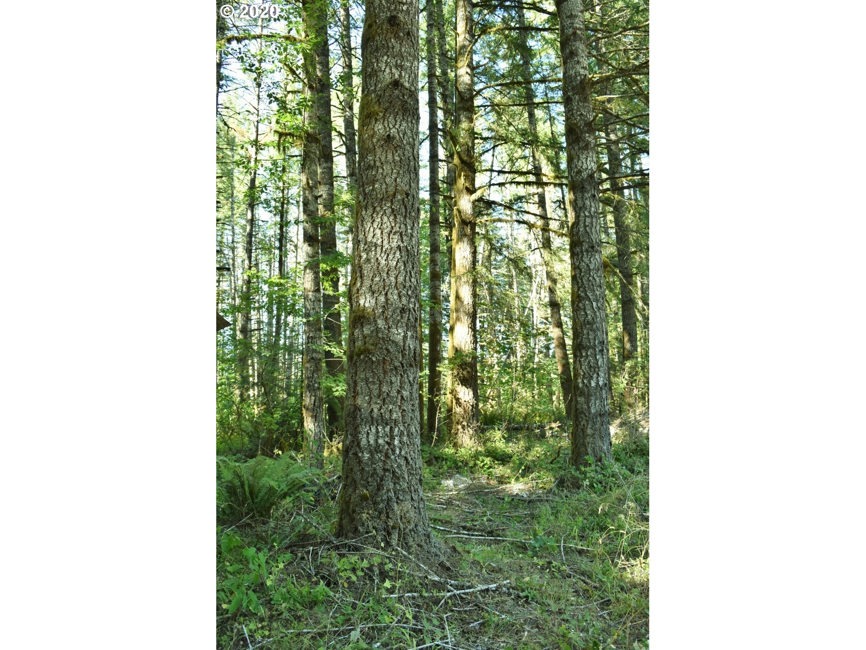 42328 Winberry Creek Road Fall Creek, OR 97438 - Photo 26 of 31