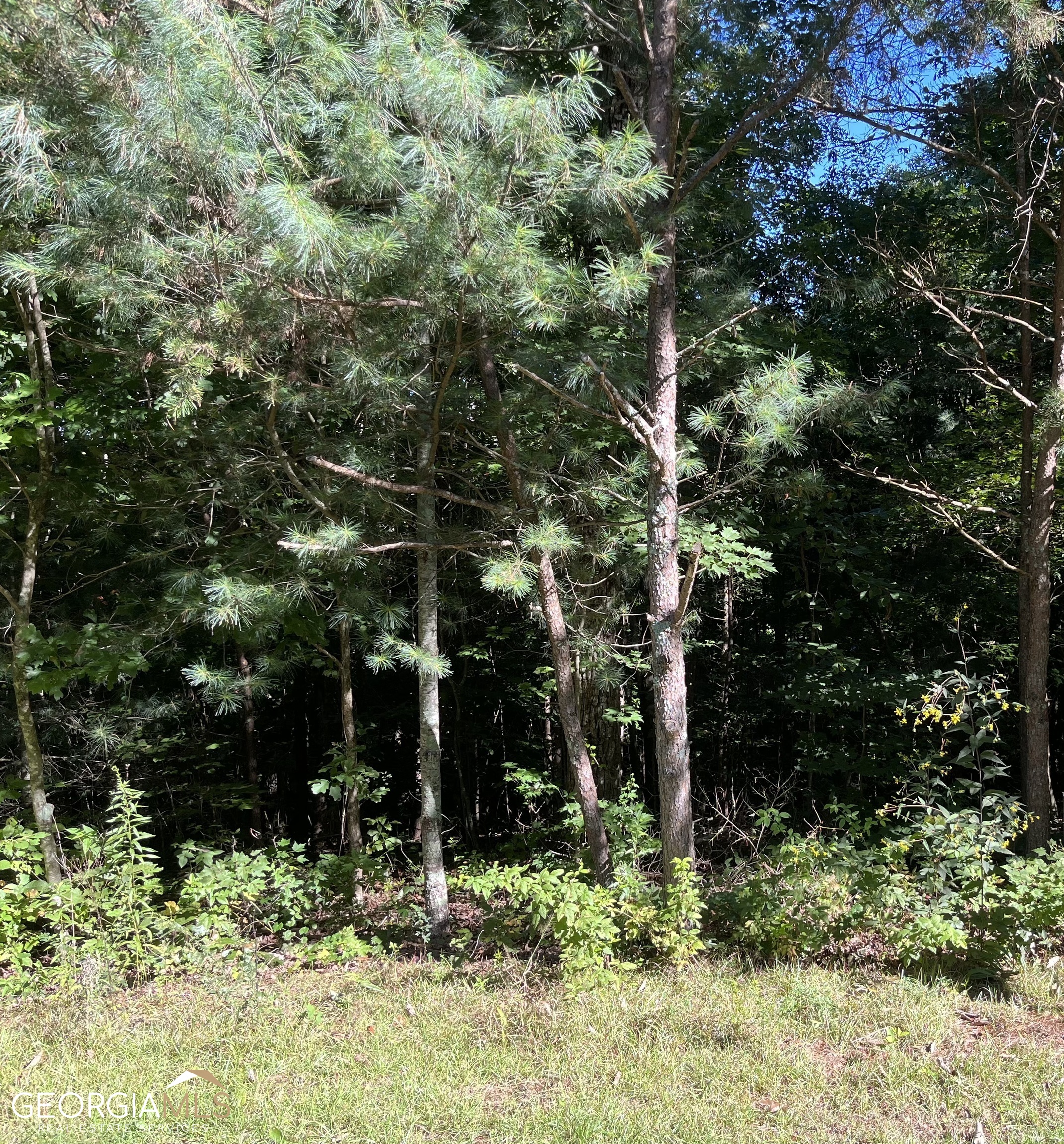 0 White Pine Circle Demorest, GA 30535 - Photo 1 of 1 a backyard of a house with lots of green space