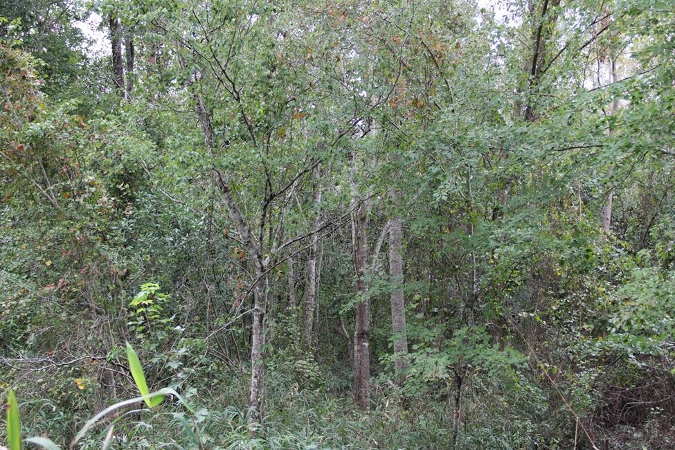 0 Fellowship Road Williston, SC 29853 - Photo 11 of 14 IMG_9091