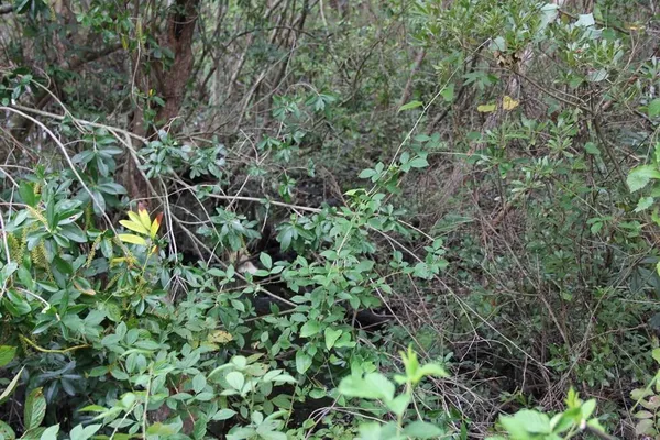 $748,320 | 0 Fellowship Road, Williston, SC 29853