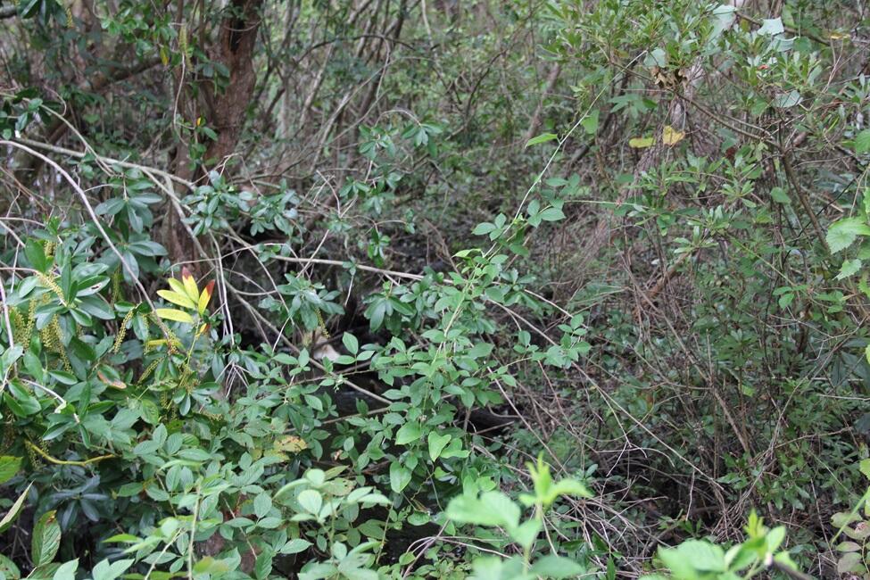 0 Fellowship Road Williston, SC 29853 - Photo 12 of 14 IMG_9092