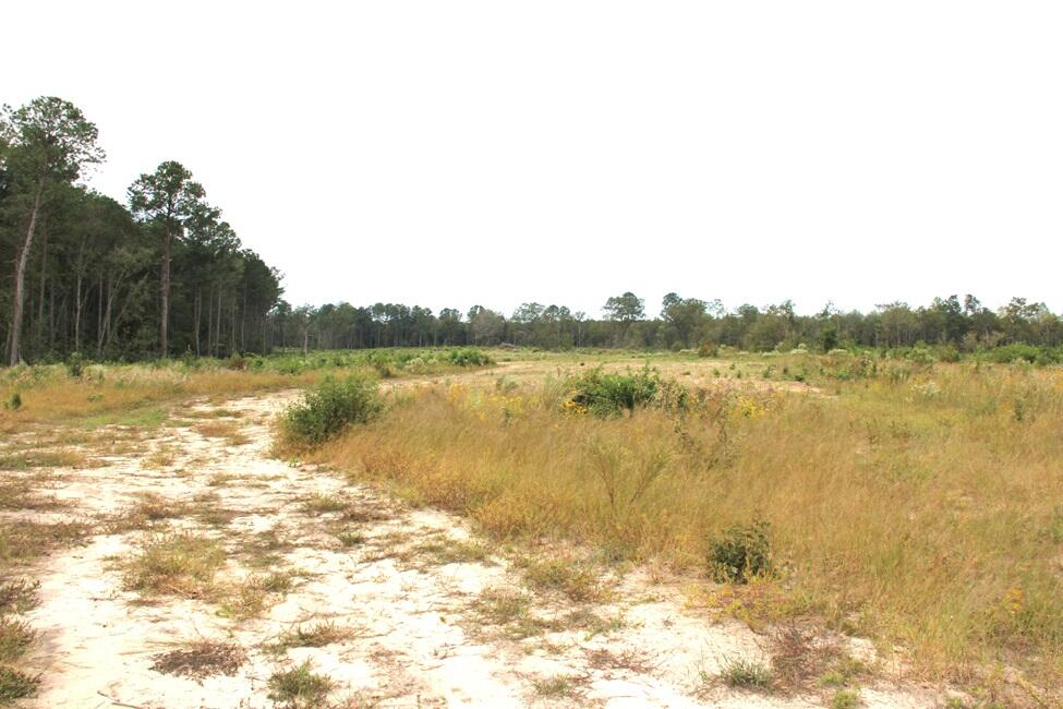 0 Fellowship Road Williston, SC 29853 - Photo 13 of 14 IMG_9097