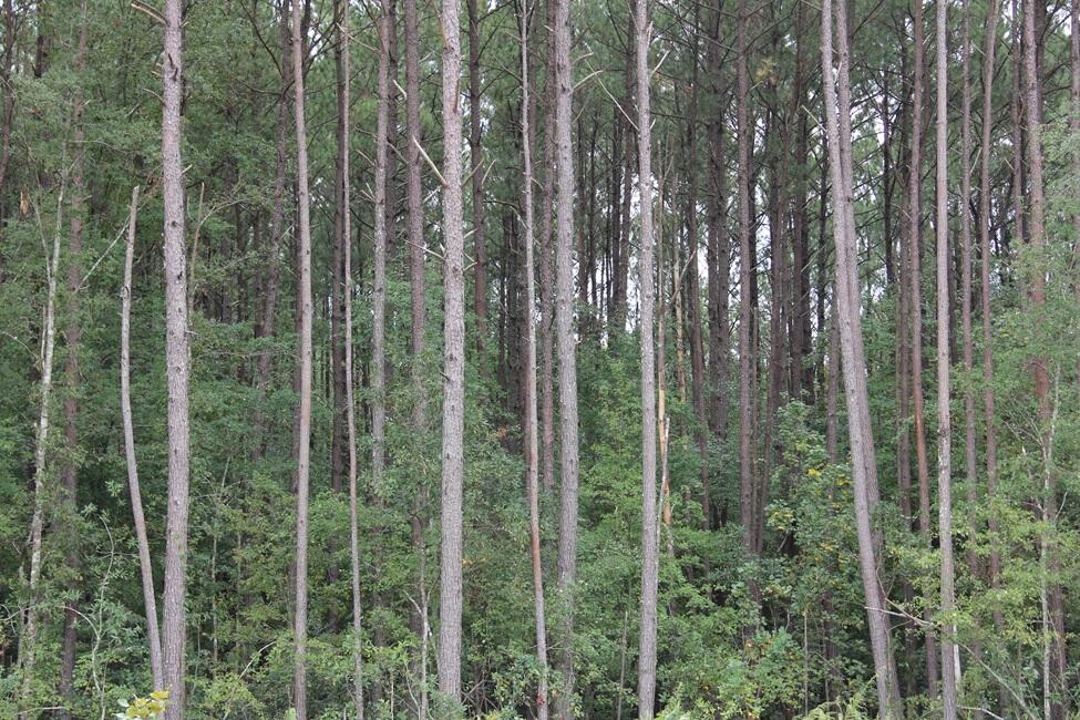 0 Fellowship Road Williston, SC 29853 - Photo 14 of 14 IMG_9100