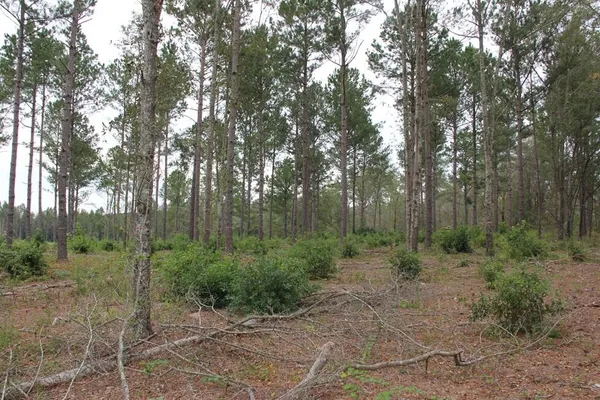 $748,320 | 0 Fellowship Road, Williston, SC 29853