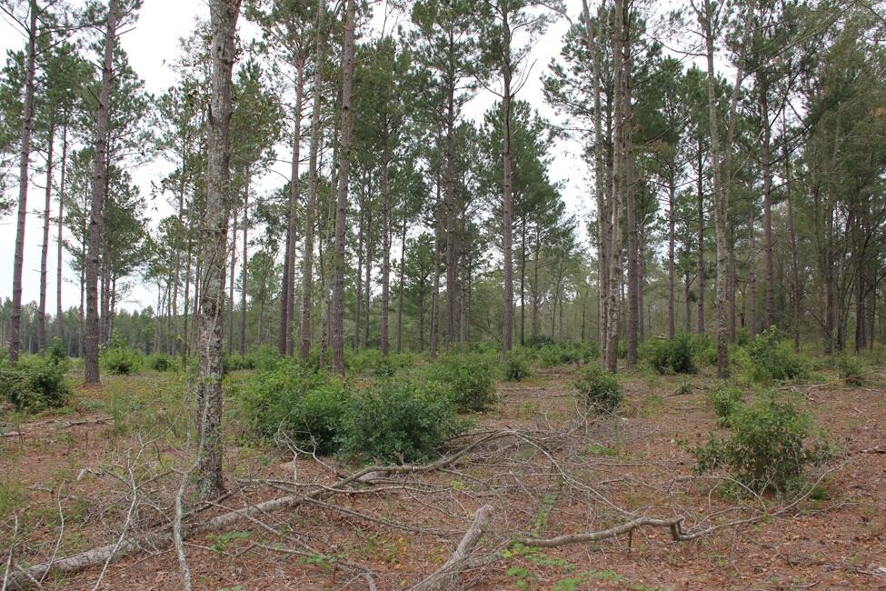 0 Fellowship Road Williston, SC 29853 - Photo 6 of 14 IMG_9082