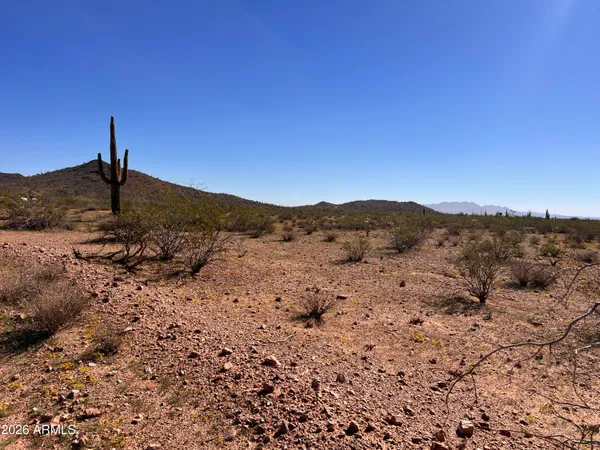 a view of a dry yard with a tree