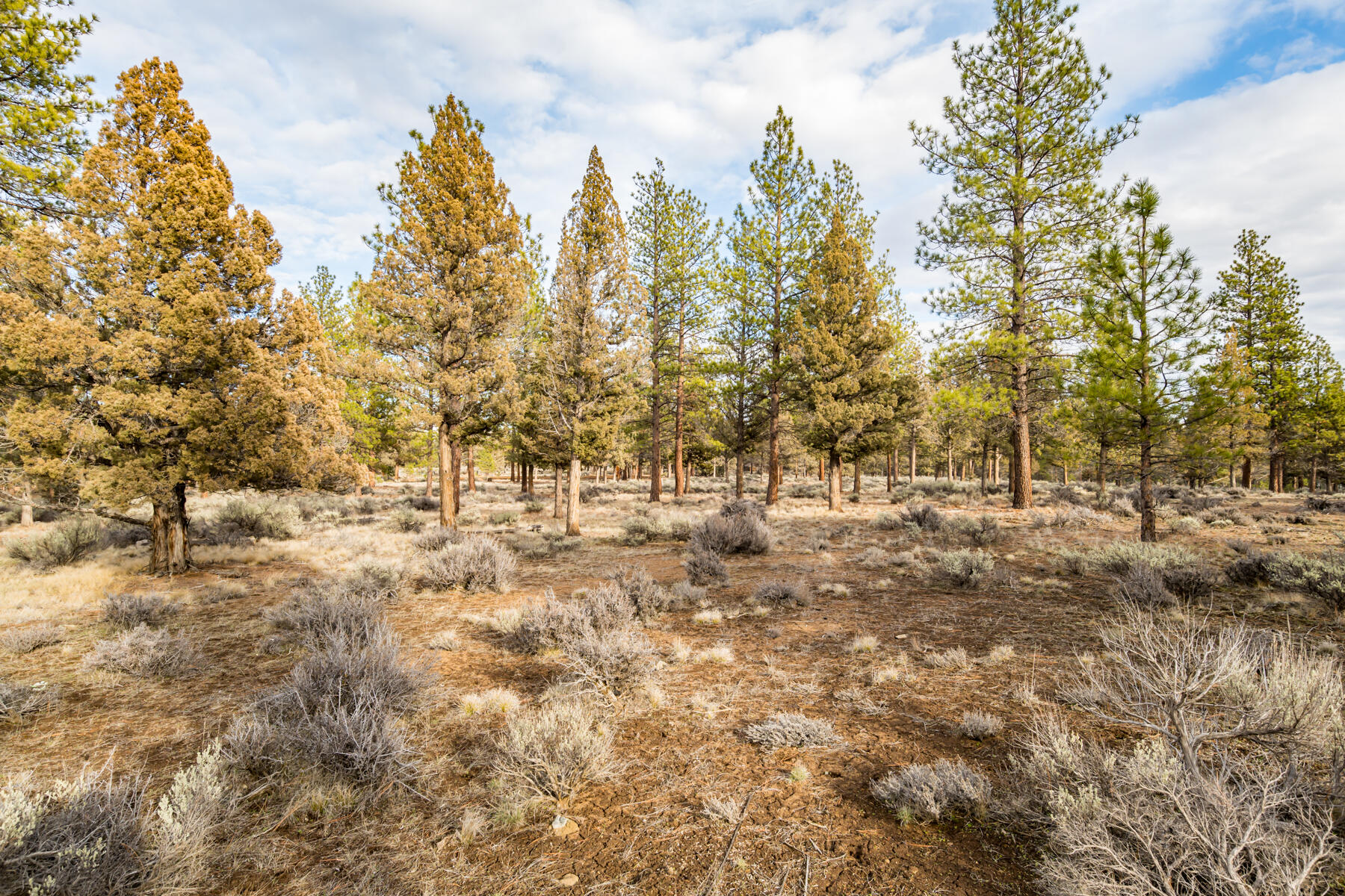 16305 Riata Court Sisters, OR 97759 - Photo 12 of 23 a view of outdoor space with trees