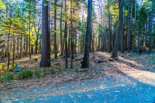 a view of outdoor space with lots of trees