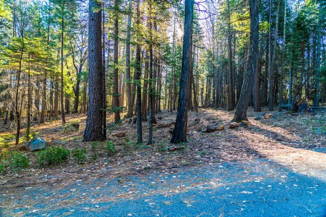 a view of outdoor space with lots of trees