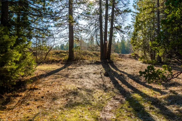 a view of a forest with trees