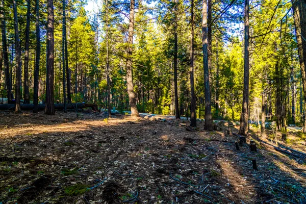 a view of backyard with green space