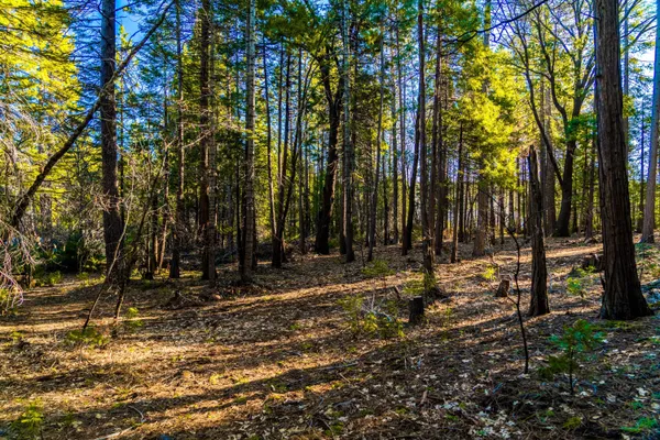 a view of outdoor space with green space