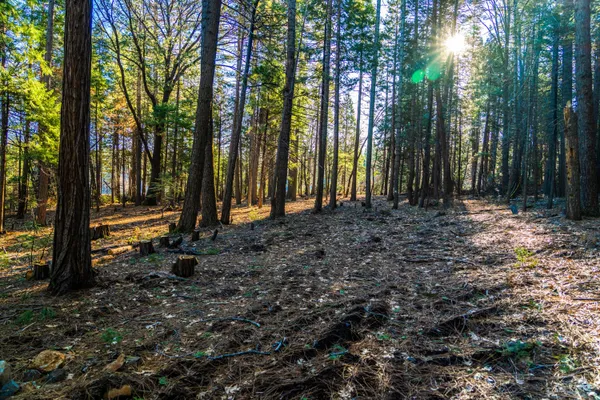 a view of outdoor space with trees
