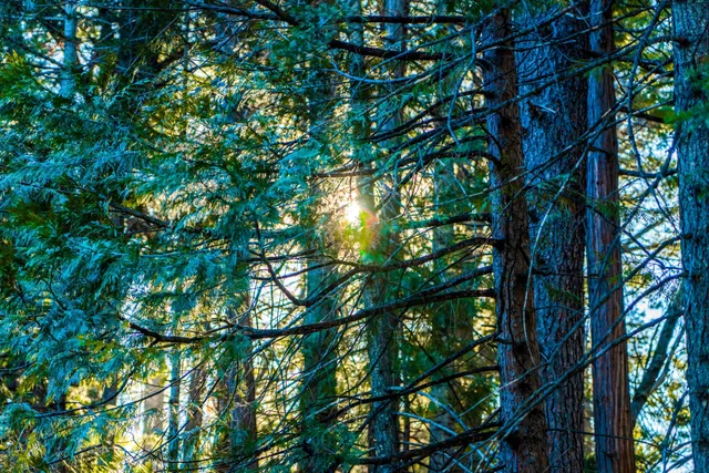 a backyard of a house with lots of trees