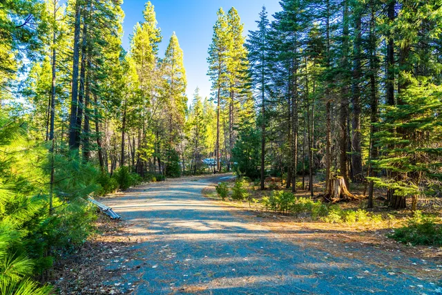 a view of a fountain in middle of the forest