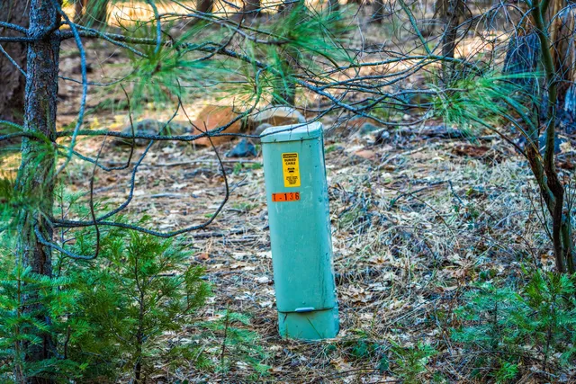 a green field with lots of tall trees