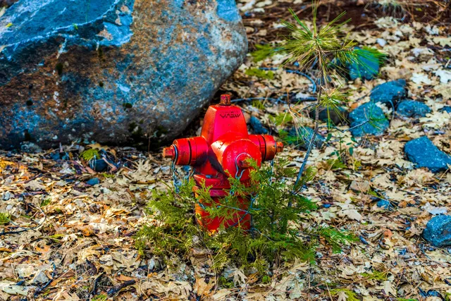 a view of a tree with plants